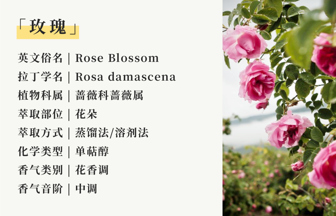 花香03玫瑰.png