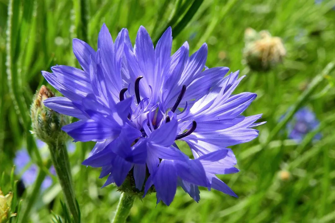 纯露08矢车菊.jpg