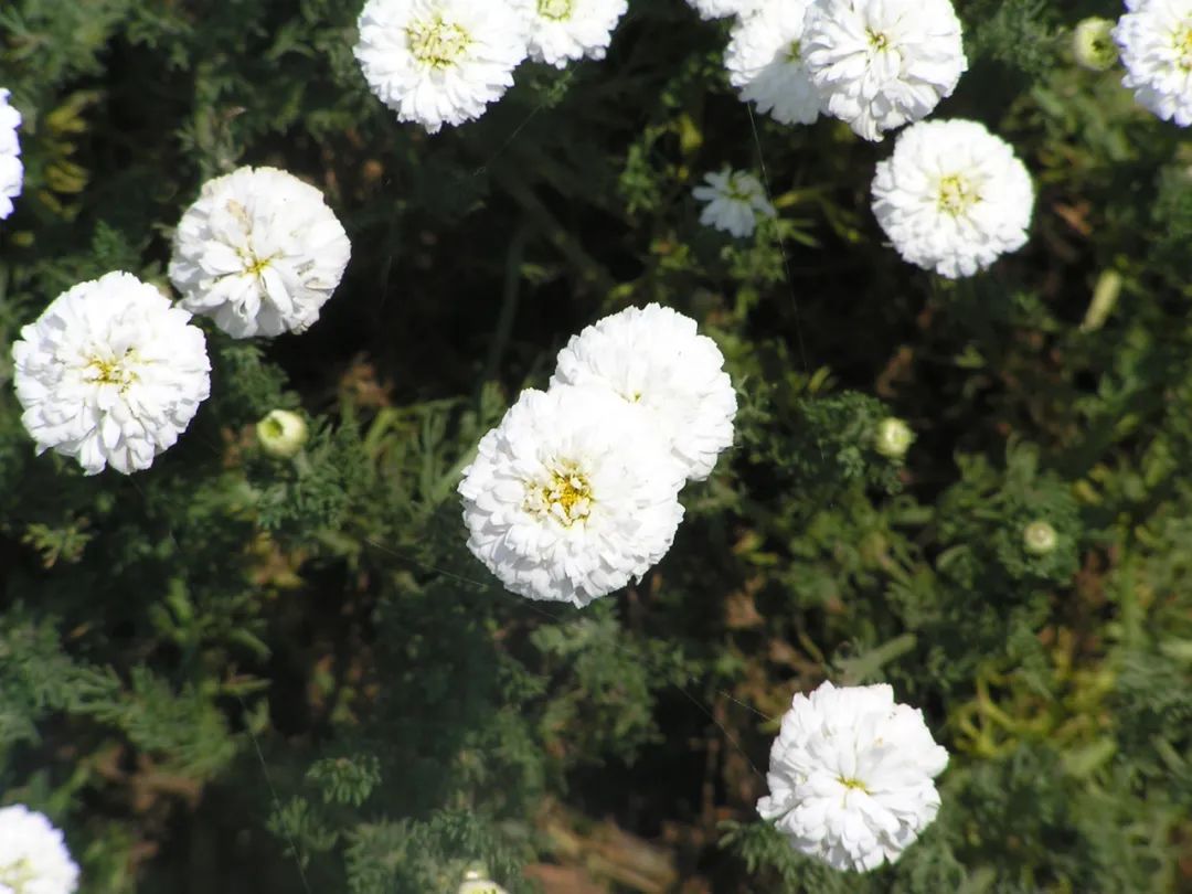春季02罗马洋甘菊.jpg