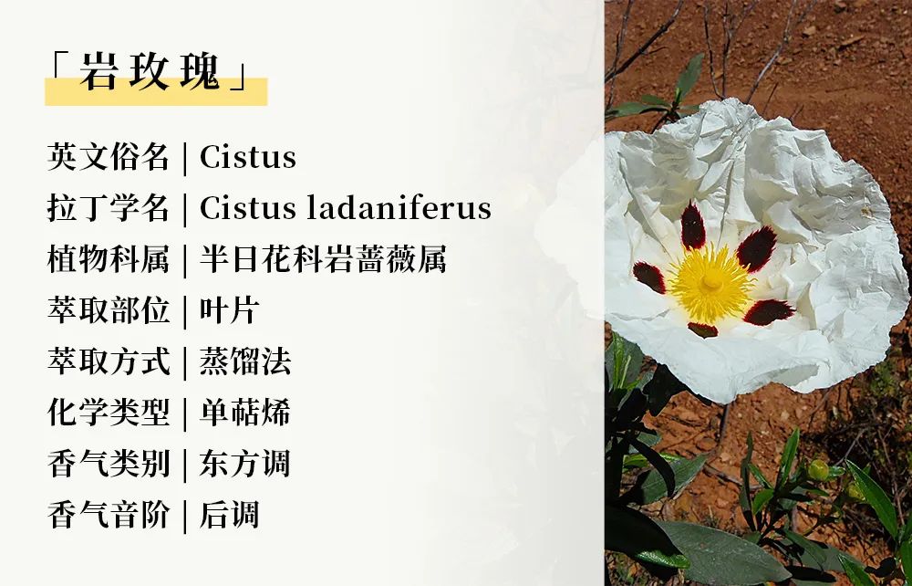 树脂11.jpg