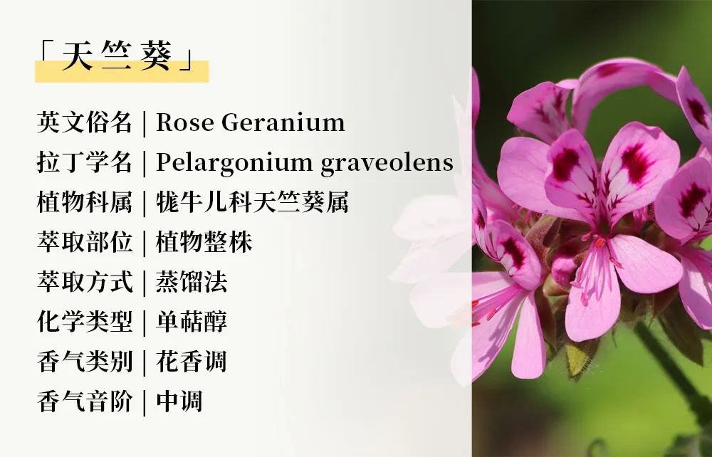 花香05天竺葵.jpg