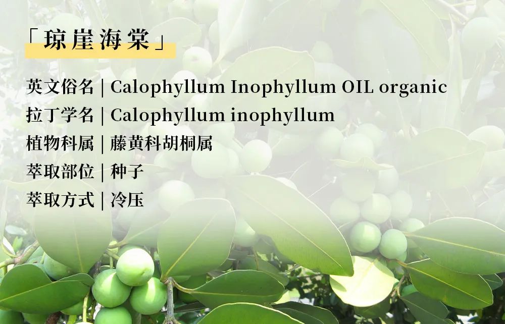 琼崖海棠04.jpg