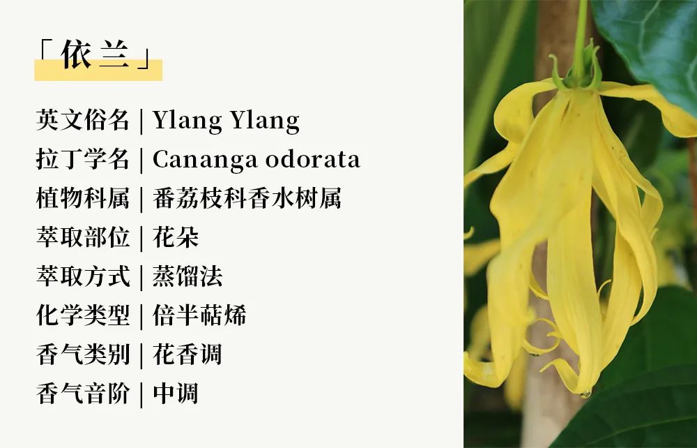 花香09.jpg