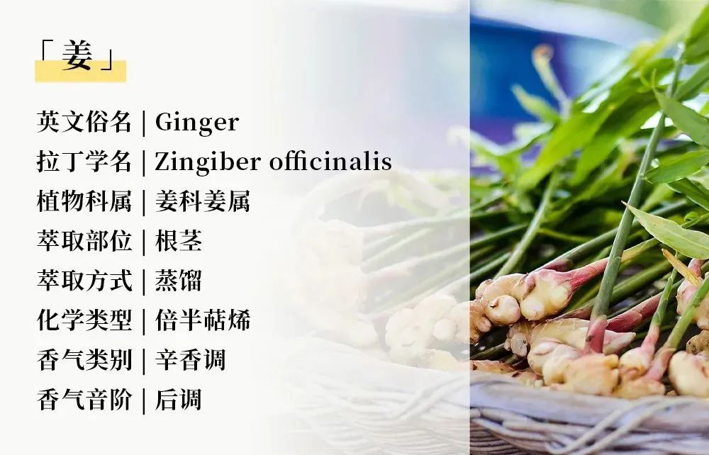 暖身精油05.jpg