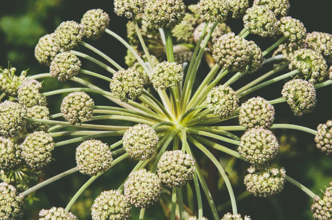欧白芷04.jpg