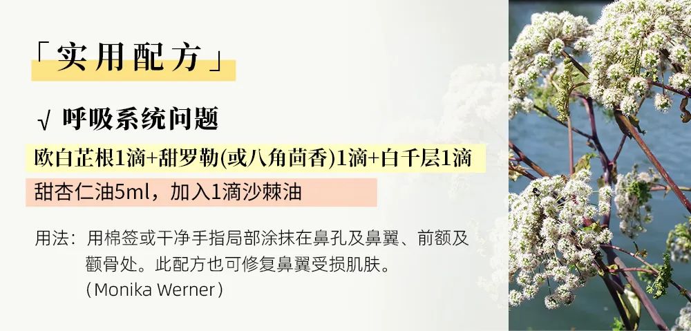 欧白芷09.jpg