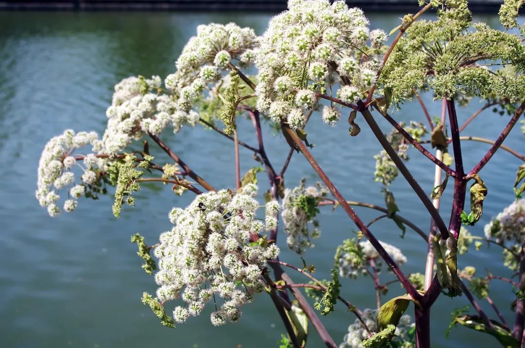 欧白芷05.jpg