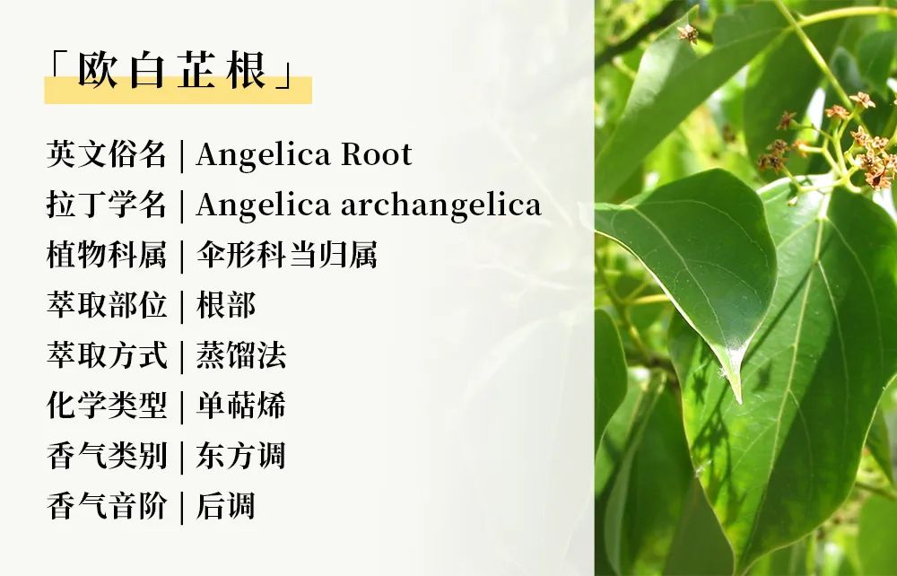 欧白芷07.jpg