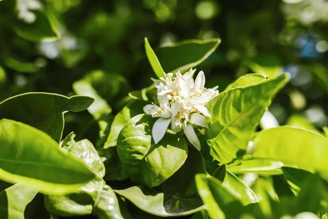 抑郁中04（橙花）.jpg