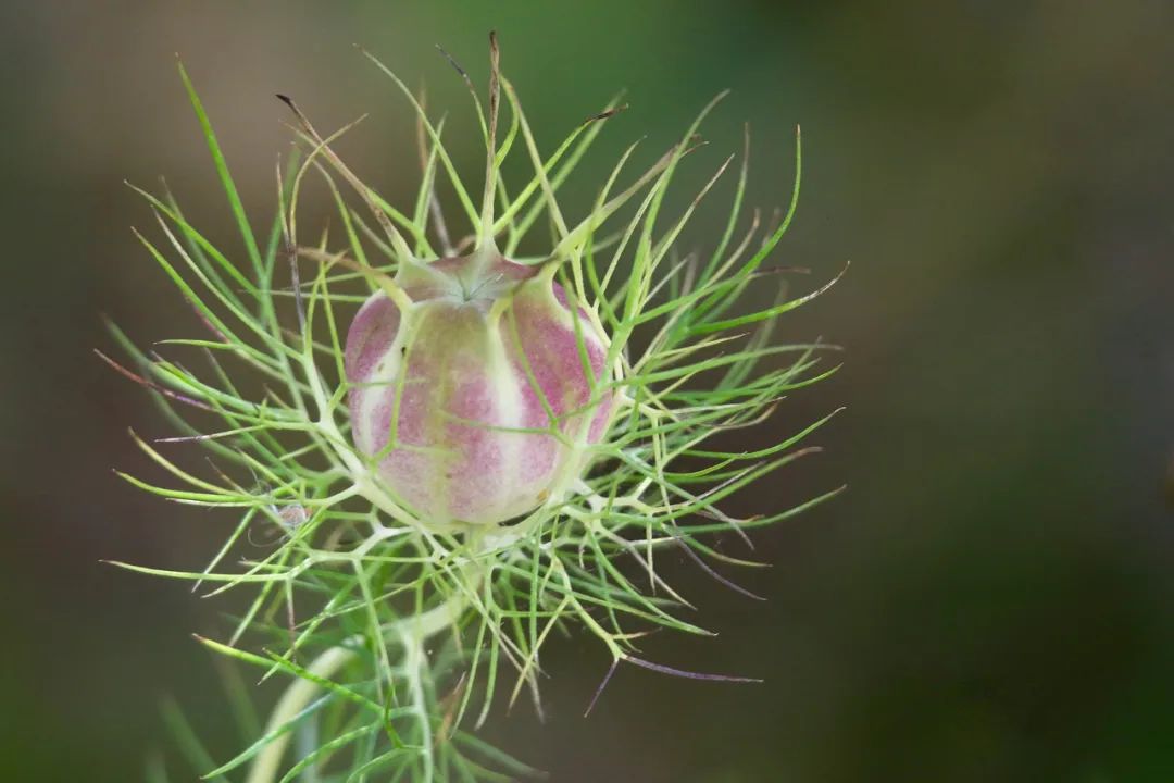 黑种草-3.jpg